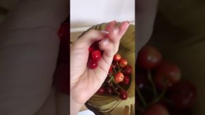 Черешня из полимерной глины. Подготовка к Ягодному курсу 🍒🙌#полимернаяглина #polymerclay #cernit