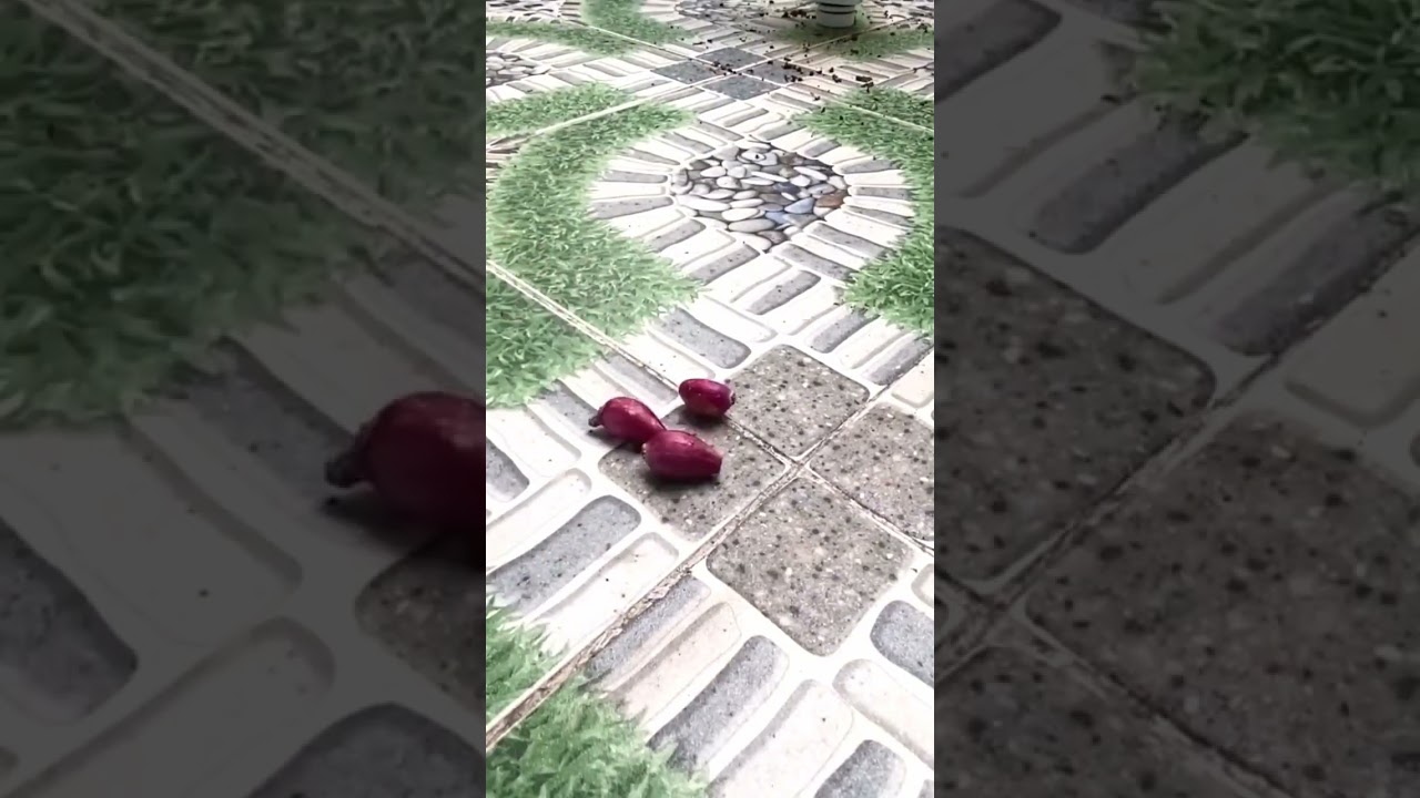 Лук в пластиковой бутылке 5л