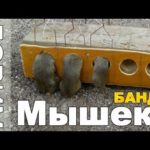 МЫШЕЛОВКА своими руками ПЯТИСТВОЛЬНАЯ