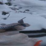 Почему рвутся полотна на ленточной пиле