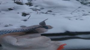 Почему рвутся полотна на ленточной пиле