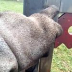 Распашные ворота,своими руками легко и просто.