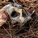 Soldier Stories, Dead Men Do Talk & Deadly Chemistry | The New Detectives