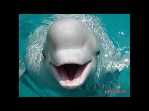 Сварка стыковых и угловых соединений. Мастер п/о Куйкабаев Д.Ж.