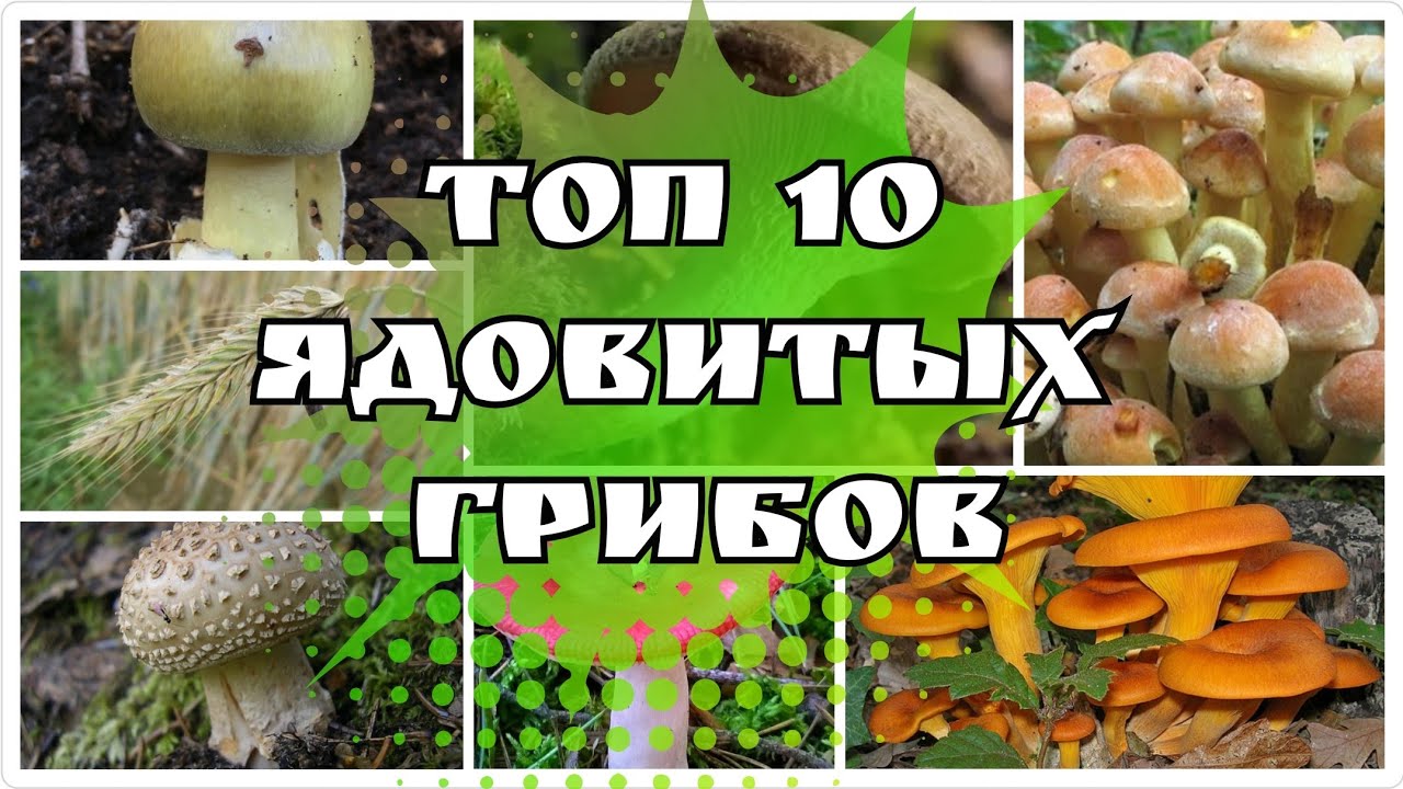 ТОП 10 ЯДОВИТЫХ ГРИБОВ