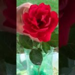ВАЗА из пластиковой БУТЫЛКИ
