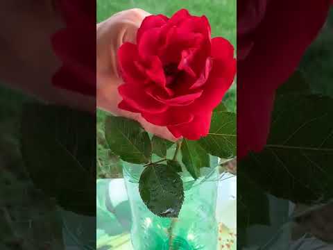 ВАЗА из пластиковой БУТЫЛКИ