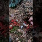 Вауч!!! Целая куча красненьких лежала в лесу. Мы все это нашли и применили!