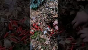 Вауч!!! Целая куча красненьких лежала в лесу. Мы все это нашли и применили!