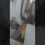 Зубофрезерный станок ZFTK 500x10